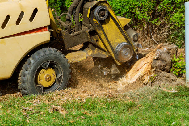 Best Stump Grinding Near Me  in Hebron Estates, KY